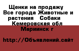 Щенки на продажу - Все города Животные и растения » Собаки   . Кемеровская обл.,Мариинск г.